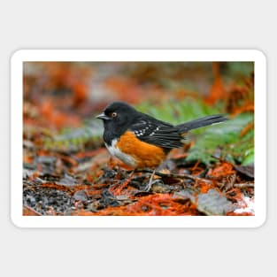 Spotted Towhee Sparrow Songbird in the Autumn Leaf Litter Sticker